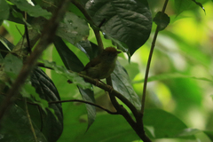 Tunchiornis ochraceiceps