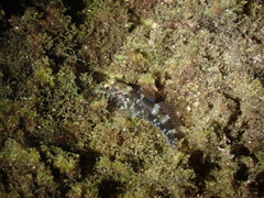 Gobius paganellus