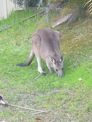 Macropus giganteus