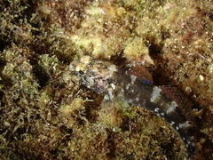 Gobius paganellus