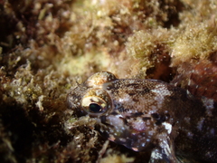 Gobius paganellus
