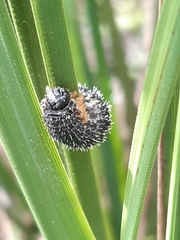 Perga affinis
