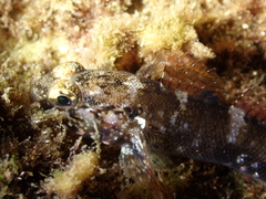 Gobius paganellus