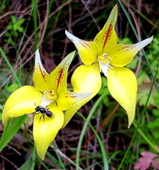 Caladenia flava