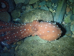 Callistoctopus macropus