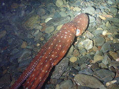 Callistoctopus macropus