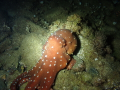 Callistoctopus macropus