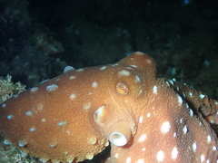 Callistoctopus macropus