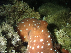 Callistoctopus macropus