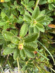 Rhododendron hirsutum