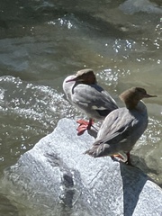 Mergus merganser