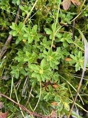 Rhododendron hirsutum