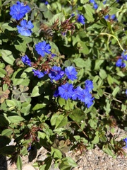 Ceratostigma