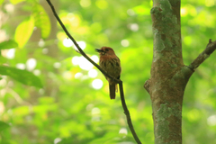 Malacoptila panamensis