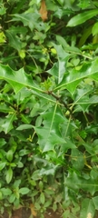 Acanthus ilicifolius