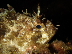 Scorpaena porcus