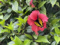 Troides aeacus formosanus