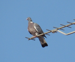 Columba palumbus palumbus