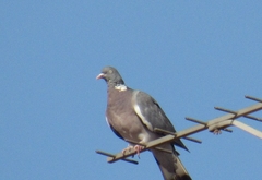 Columba palumbus palumbus
