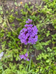 Verbenaceae