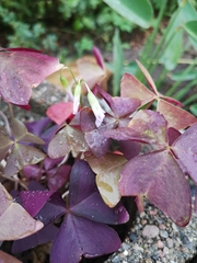 Oxalis triangularis
