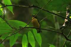 Euphonia hirundinacea