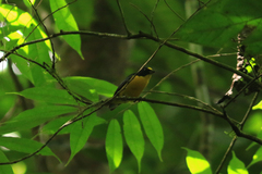 Euphonia hirundinacea