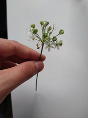 Allium tuberosum