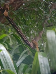 Pycnonotus finlaysoni