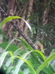 Pycnonotus finlaysoni