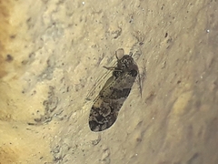 Myopsocidae