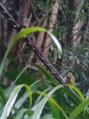 Pycnonotus finlaysoni