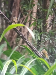 Pycnonotus finlaysoni