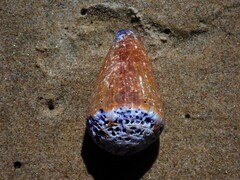 Conus sanguinolentus