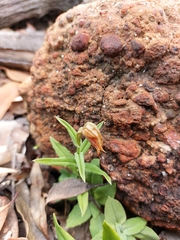 Pterostylis