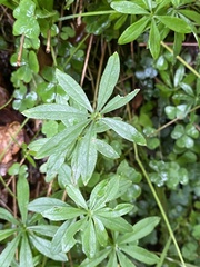 Galium odoratum