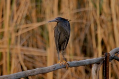 Egretta ardesiaca