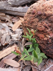 Pterostylis