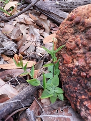 Pterostylis