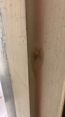 Cheiracanthium mildei