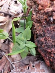 Pterostylis