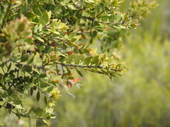 Melaleuca cheelii