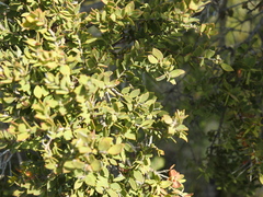 Melaleuca cheelii