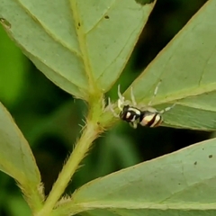 Phintella vittata