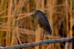 Egretta ardesiaca