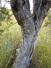 Melaleuca cheelii