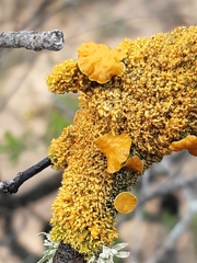 Teloschistes chrysophthalmus