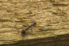 Ichneumonoidea