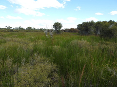 Machaerina rubiginosa