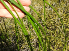 Machaerina rubiginosa